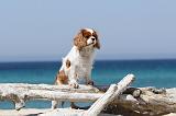 CAVALIER KING CHARLES 118
